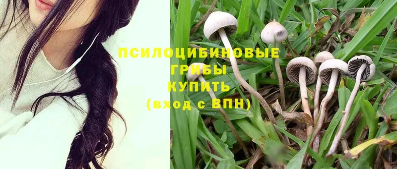 Псилоцибиновые грибы MAGIC MUSHROOMS  kraken tor  Зеленокумск  хочу наркоту 